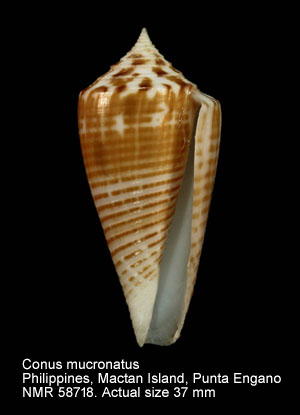Conus mucronatus.jpg - Conus mucronatusReeve,1843